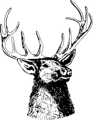 DEER3