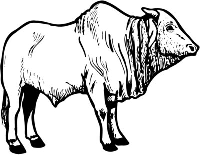 COW021