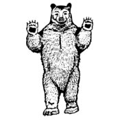 BEAR009