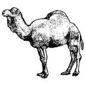 CAMEL001