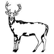 DEER005