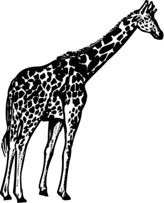 GIRAFF02