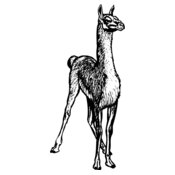 LLAMA001