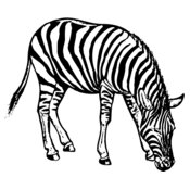 ZEBRA001